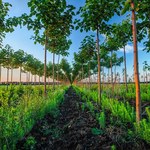 Inwestycja w szybkorosnące drzewa może dać zarobić blisko 40 procent w cztery lata