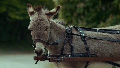 "IO" Jerzego Skolimowskiego z nominacją do Oscara