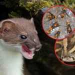 IPBES: Ta inwazja kosztuje nas setki miliardów dolarów rocznie