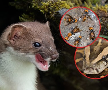 IPBES: Ta inwazja kosztuje nas setki miliardów dolarów rocznie