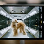 iPhone 11 – pokaz możliwości na filmach