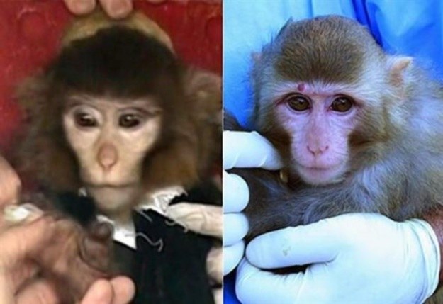 Iran jednak nie wysłał małpy w kosmos? /materiały prasowe
