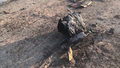Iran: Katastrofa ukraińskiego samolotu. Nikt nie ocalał