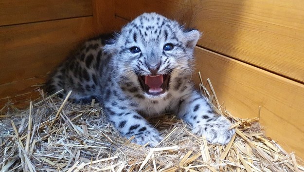 Irbis urodził się w warszawskim zoo /Warszawskie zoo /Materiały prasowe