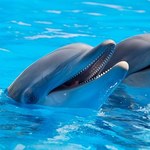 Irlandia: Delfiny uratowały pływającego w morzu mężczyznę