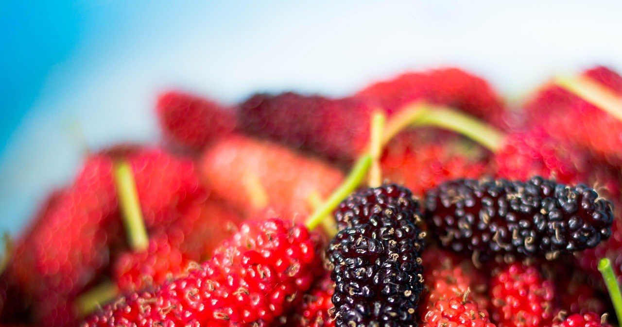 Існує кілька основних видів шовковиці: біла, чорна та червона, всі вони мають різний смак /pixabay.com