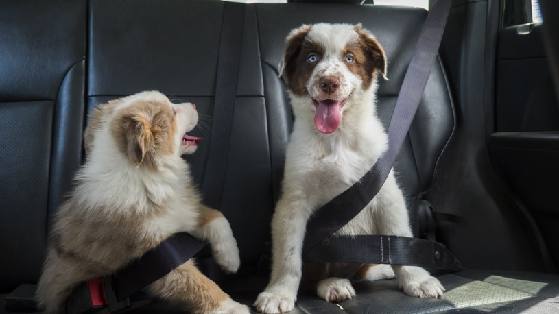 Istnieje wiele sposobów, żeby bezpiecznie przewozić psa w samochodzie.
