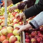 Jabłka do ciast i na domowy sok. Bez dwóch zdań te odmiany są najlepsze
