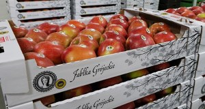 Jabłka grójeckie mają szansę podbić Brazylię. Ustalenia RMF FM