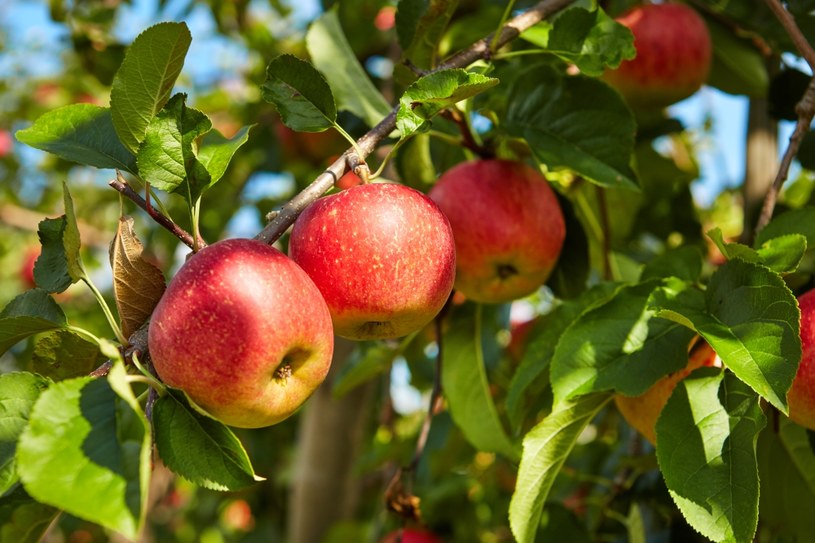 Jabłka i pyłki brzozy mają podobne alergeny - to tzw. alergia krzyżowa /123RF/PICSEL