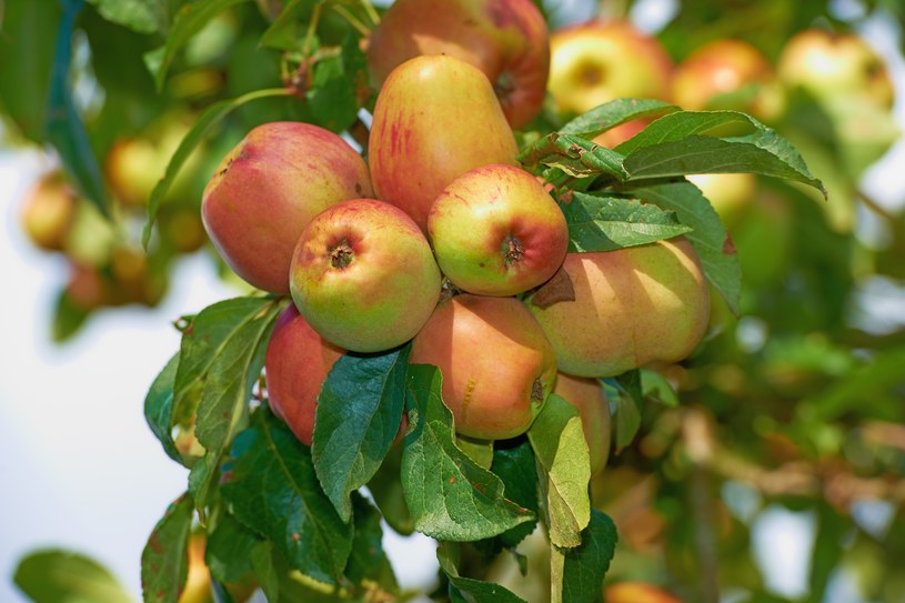 Jabłka mają cudowną moc /123RF/PICSEL
