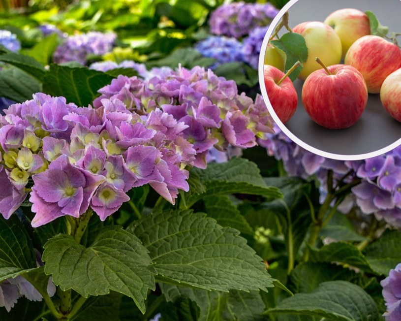 Jabłka można wykorzystać w ogrodzie na wiele sposobów. Stanowią naturalny nawóz do hortensji /Pixabay.com