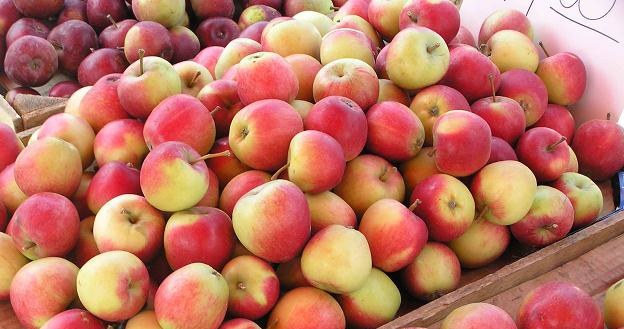Jabłka na jesieni mogą kosztować 2 - 2,5 zł za kilogram /INTERIA.PL