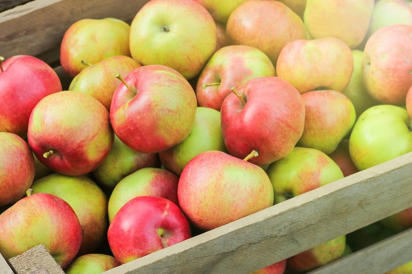 Jabłka to smaczny i zdrowy wybór /123RF/PICSEL