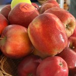 Jabłkowy raj na Mazowszu. Odwiedzamy największy sad Europy