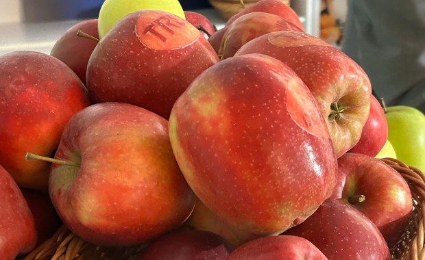 Jabłkowy raj na Mazowszu. Odwiedzamy największy sad Europy