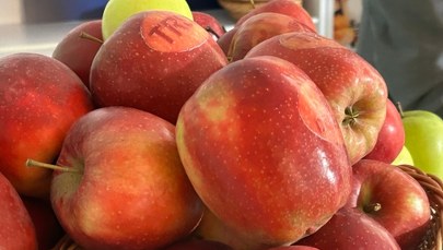 Jabłkowy raj na Mazowszu. Odwiedzamy największy sad Europy