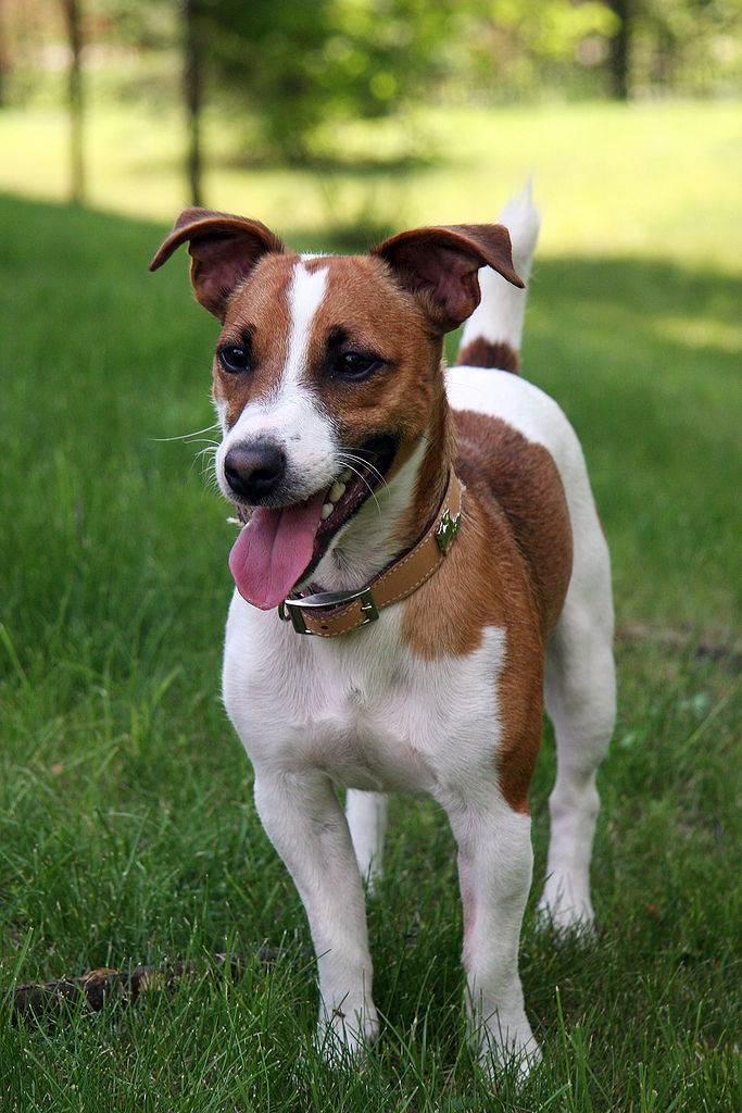 Jack Russell terier /© Photogenica