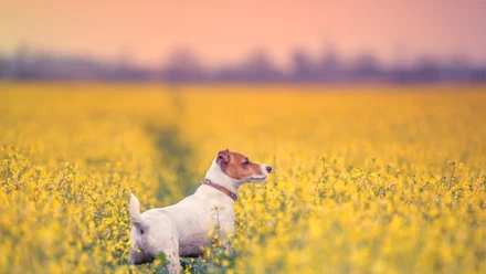 Jack Russell terrier 