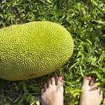 Jackfruit: Bomba witaminowa o leczniczych właściwościach