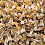 Jad pszczeli pomoże w walce z wirusem HIV