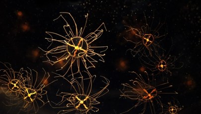 Jadowita meduza pojawiła się w Bałtyku. Może ukryć się wszędzie