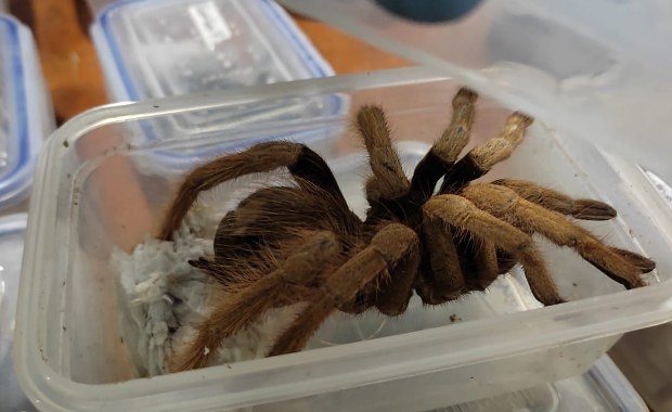 Jadowite pająki w plastikowych pudełkach. Miały trafić do Europy