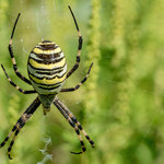 Jadowite pająki w Polsce. Czy są w naszych domach?  