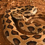 Jadowite węże wyszły z bagien. Coraz więcej ukąszeń