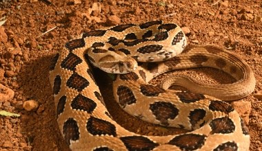 Jadowite węże wyszły z bagien. Coraz więcej ukąszeń