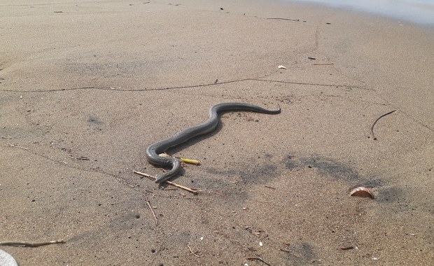 Jadowite węże zaczęły się pojawiać na plażach. Naukowcy próbują wyjaśnić powód