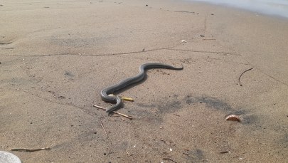 Jadowite węże zaczęły się pojawiać na plażach. Naukowcy próbują wyjaśnić powód