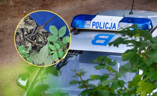 Jadowity gość chciał wejść do domu. Policja pokazała zdjęcia