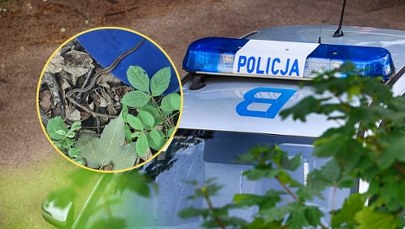 Jadowity gość chciał wejść do domu. Policja pokazała zdjęcia