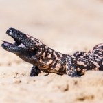 USA Jadowity jaszczur w Polsce. Ma paszczę pełną trucizny