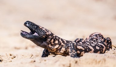 Jadowity jaszczur w Polsce. Ma paszczę pełną trucizny