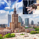 Jadowity ptasznik grasuje po Warszawie. Czy pająk zagraża mieszkańcom?