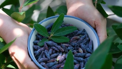 Jagoda kamczacka to nowa superżywność? Oto co musisz wiedzieć!