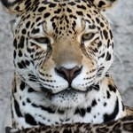 Jaguar uciekł z zoo. Został zastrzelony