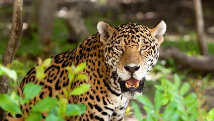 Jaguar 