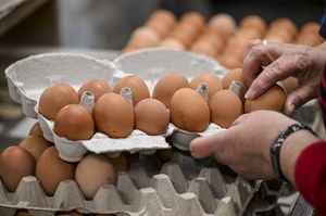 "Royal Eggs" and "Masovian Eggs" - GIS warns against ingestion