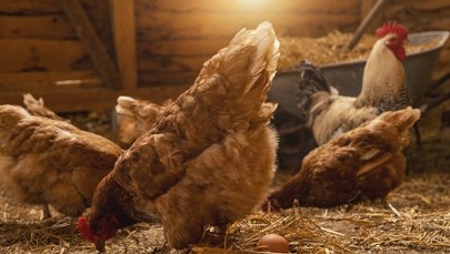 Jaja kurze, a może przepiórcze, perlicze, kacze albo strusie? Które na Wielkanocnym stole?