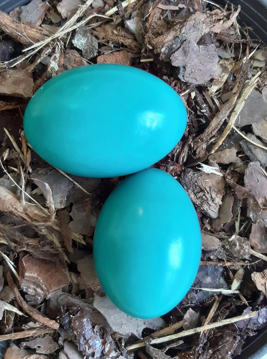 Jaja kusacza samotnego /Warszawskie zoo /