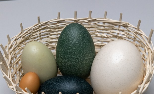 Jaja nandu, orłanów i żurawi mandżurskich. Niespodzianki w łódzkim zoo