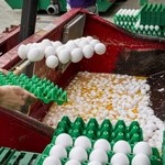 Jaja skażone produktem owadobójczym trafiły do sklepów w Belgii, Holandii i Niemczech