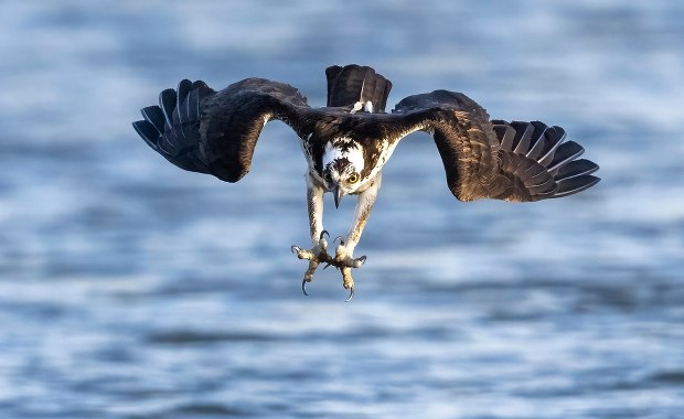 Jaja w nadleśnictwie. Trzy rzadkie ptaki wywołują sensację