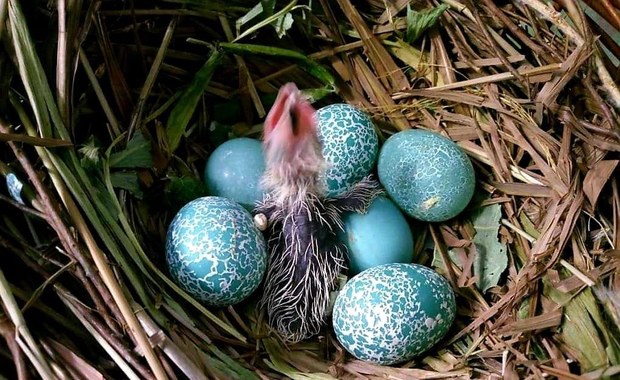 Jajko bez tajemnic. Poznajcie ptaka, który wysiaduje gotowe pisanki