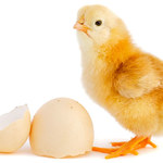Jajo czy kura: Zagadka rozwiązana