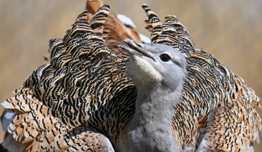 Jak byłem świadkiem wymarcia największego ptaka Polski. Zadzwonił telefon