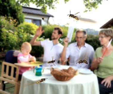 Jak chronić dom, żywność i skórę przed osami i pszczołami?